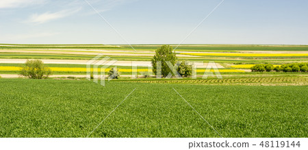 Springtime in Roztocze, Poland with rape flowers 48119144