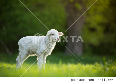 cute little lamb on fresh green meadow cute little lamb on fresh green meadow 48119366