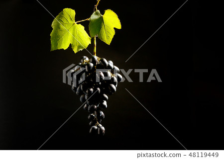Bunch of red grapes hang Bunch of red grapes hang 48119449