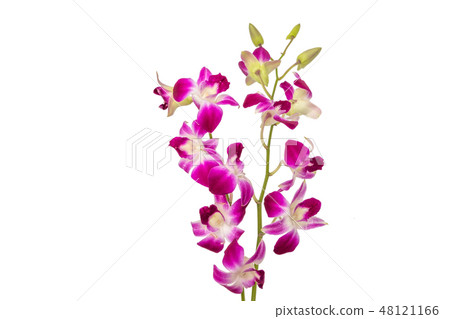 Denfare Orchid of fellow 48121166