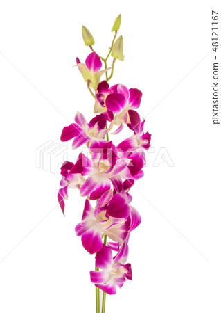 同伴的蘭花蘭花 48121167