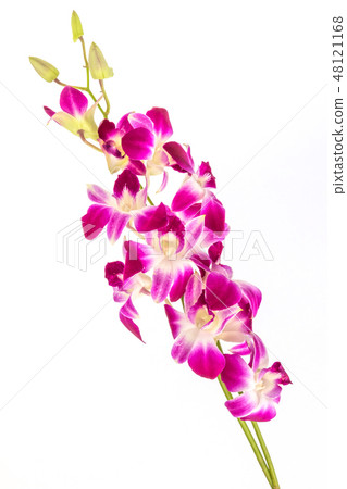 同伴的蘭花蘭花 同伴的蘭花蘭花 48121168