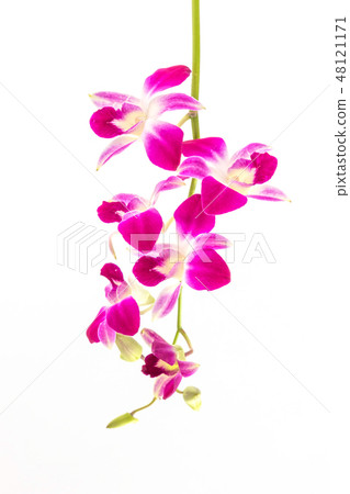 同伴的蘭花蘭花 同伴的蘭花蘭花 48121171