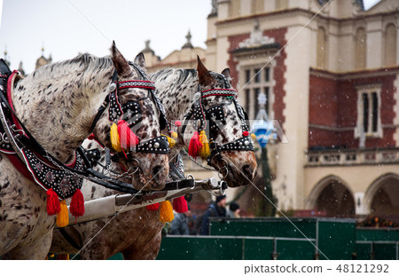 European style carriage horses on the square 48121292