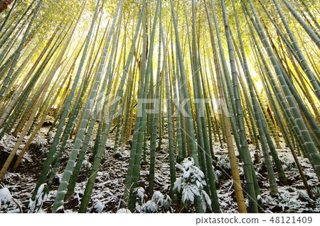 Sakura Sushige House Hayokorizaka Snow scene 48121409