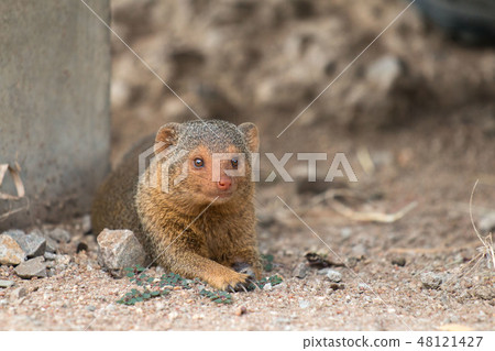 Tanzania Serengeti National Park Mongoose Tanzania Serengeti National Park Mongoose 48121427