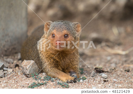 Tanzania Serengeti National Park Mongoose 48121429