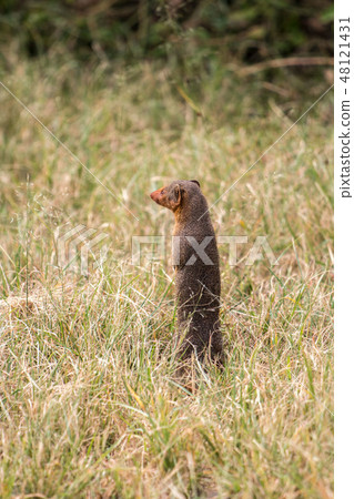 Tanzania Serengeti National Park Mongoose Tanzania Serengeti National Park Mongoose 48121431