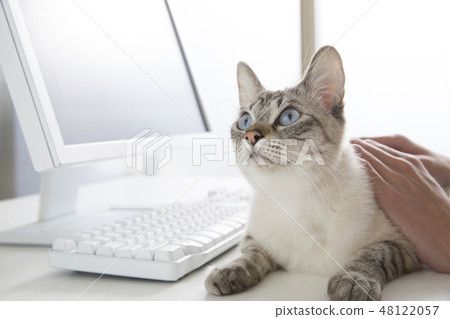 Cat  48122057