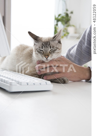 Cat  48122059