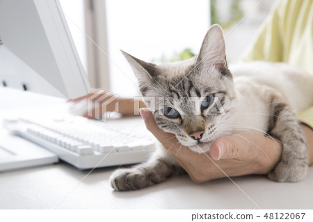Cat  48122067
