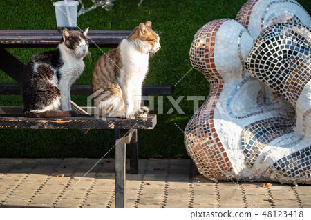 wild cat in city 48123418