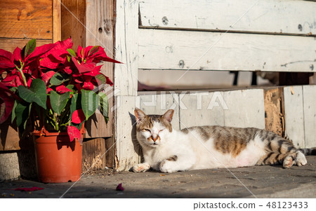 wild cat in city 48123433