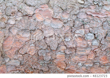 Tree bark surface 48123723