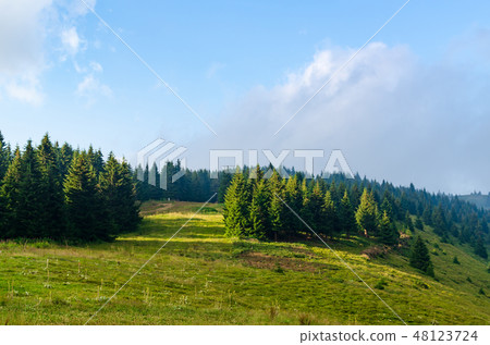 Mountain meadow and conifers Mountain meadow and conifers 48123724