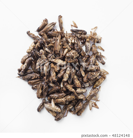 edible seasoned fried crickets. edible seasoned fried crickets. 48124148