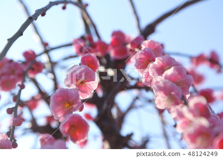 Omuta-shi Futoshi-ji Temple flowers Omuta-shi Futoshi-ji Temple flowers 48124249