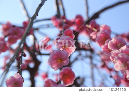 Omuta-shi Funami-ji Temple flowers, Omuta-shi Funami-ji Temple flowers, 48124250