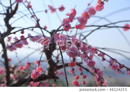 大牟田市Funami-ji Temple鮮花, 大牟田市Funami-ji Temple鮮花, 48124253