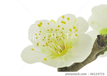 Plum blossoms (depth synthesis) 48124733
