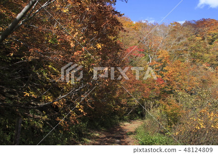 Mt. Tanigawa of autumn leaves (near the drop of beech) 48124809