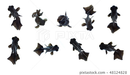 Group of black goldfish. Animal. 48124828