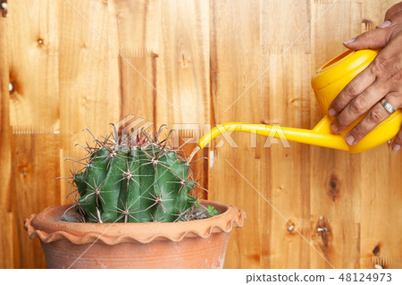 Man hand watering cactus from watering plastic can Man hand watering cactus from watering plastic can 48124973