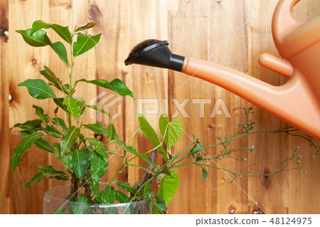 Watering the plant from plastic watering can 48124975