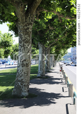 Maples planted along the road 48125632