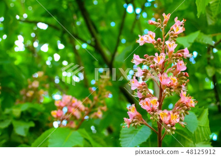 Horse chestnut 48125912