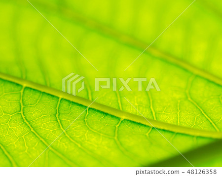 Select focus of green leaf texture macro 48126358