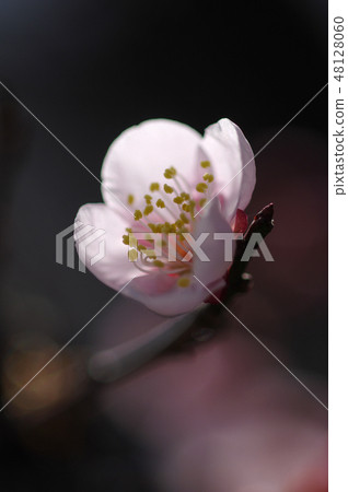 梅花和光 梅花和光 48128060