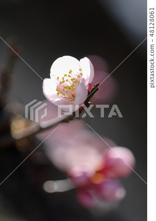 梅花和光 梅花和光 48128061