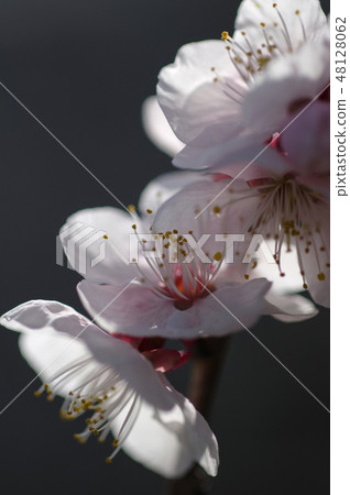 梅花和光 梅花和光 48128062