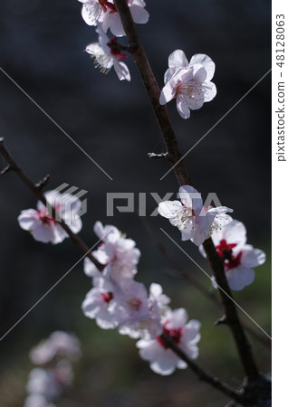 梅花和光 梅花和光 48128063