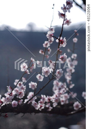 梅花和光 梅花和光 48128064