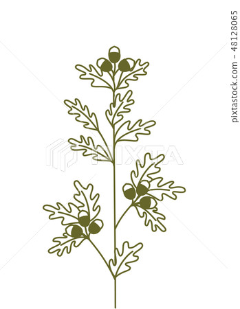 oak branch,vector hand drawing. Oak branch icon 48128065