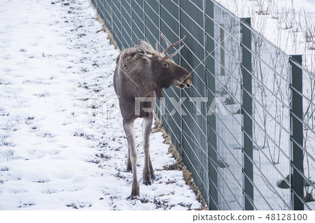 Young male elk in a park 48128100