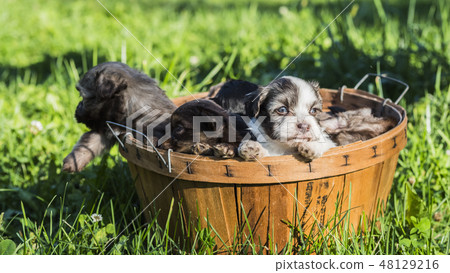 Cute Little Puppies Look Out Of The Basket Stock Photo 48129216 Pixta