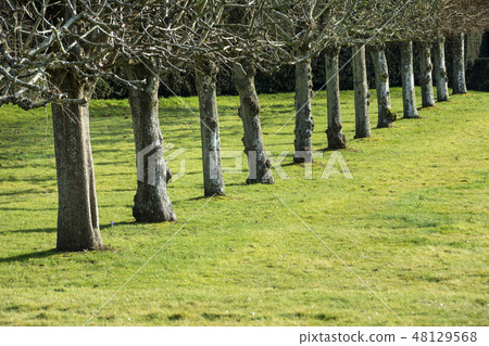 Line of trees on grass in strong sunshine Line of trees on grass in strong sunshine 48129568