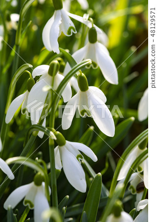 Snowdrops growing in winter sunshine in lush grass Snowdrops growing in winter sunshine in lush grass 48129571