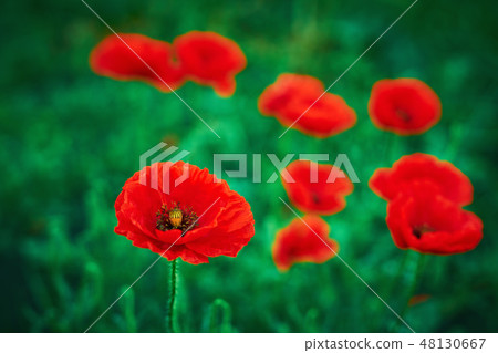 Selective focus on poppy flower,wild poppy flowers 48130667