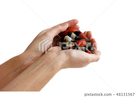 hands of a girl and Young Scarlet kingsnake Lampropeltis elapsoides. Nonpoisonous snake with a three 48131567