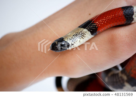 hand of a girl and Young Scarlet kingsnake Lampropeltis elapsoides. Nonpoisonous snake with a three 48131569