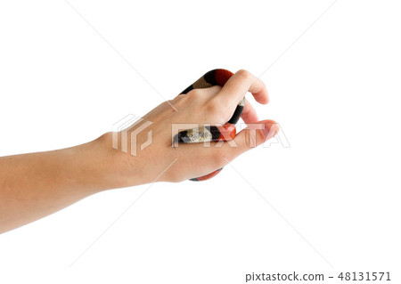 hand of a girl and Young Scarlet kingsnake Lampropeltis elapsoides. Nonpoisonous snake with a three 48131571