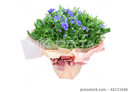 Cineraria planted in a wrapped flower pot 48131686