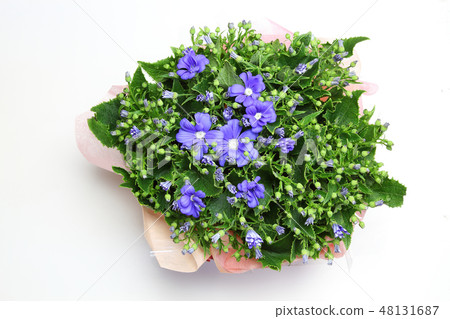 Cineraria planted in a wrapped flower pot 48131687