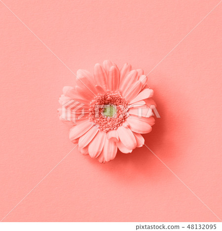 Close up beautiful gerbera flower on a color background of the year 2019 Living Coral Pantone Close up beautiful gerbera flower on a color background of the year 2019 Living Coral Pantone 48132095