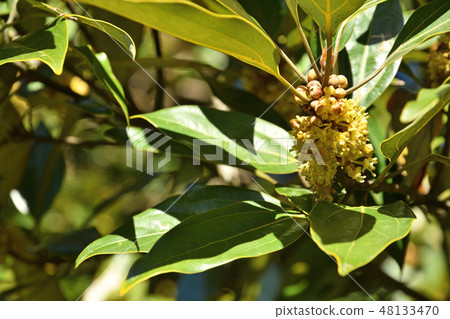 樹:響尾蛇蛾科 樹:響尾蛇蛾科 48133470