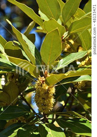 樹：響尾蛇蛾科 48133471